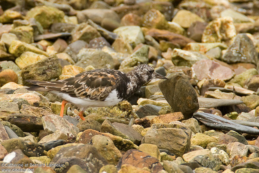 Tournepierre à collieradulte, identification