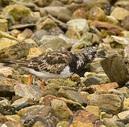 Ruddy Turnstone