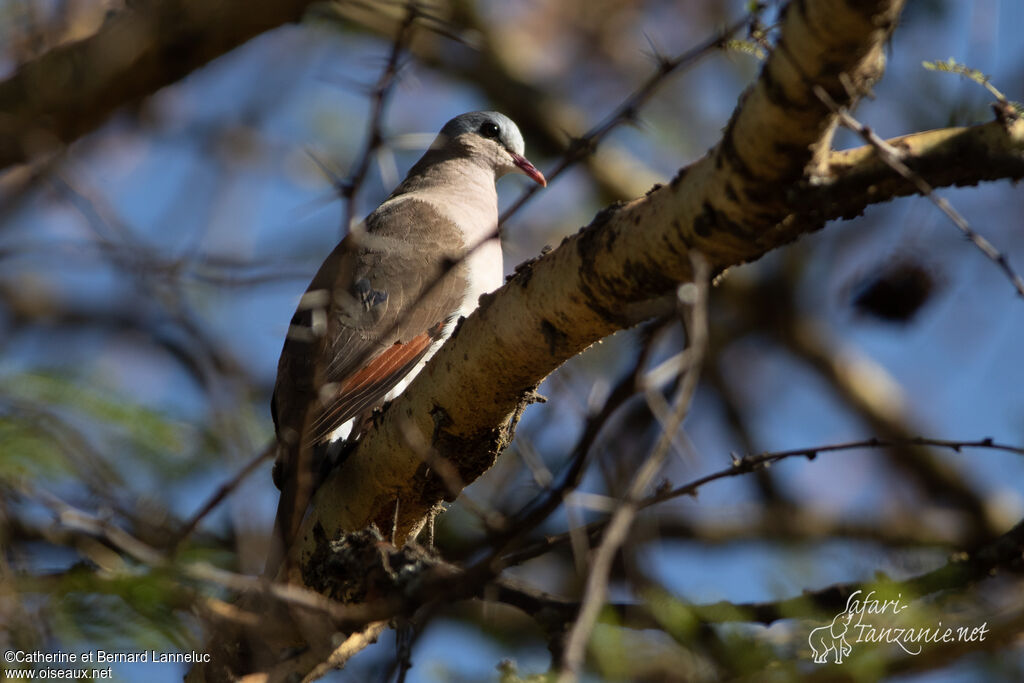 Blue-spotted Wood Doveadult