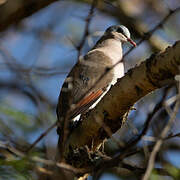 Blue-spotted Wood Dove