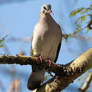 Blue-spotted Wood Dove