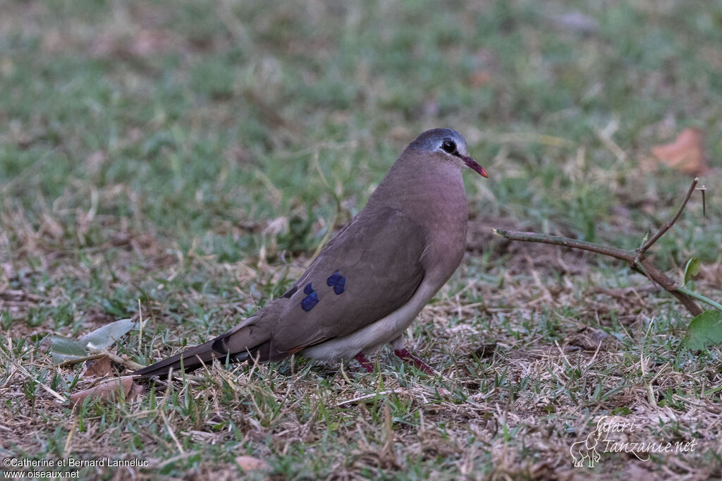 Blue-spotted Wood Doveadult, identification