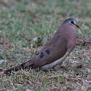 Blue-spotted Wood Dove