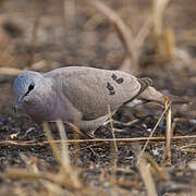 Black-billed Wood Dove