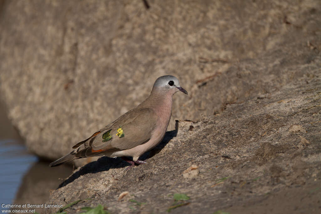 Emerald-spotted Wood Doveadult, identification