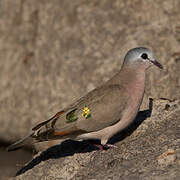 Emerald-spotted Wood Dove