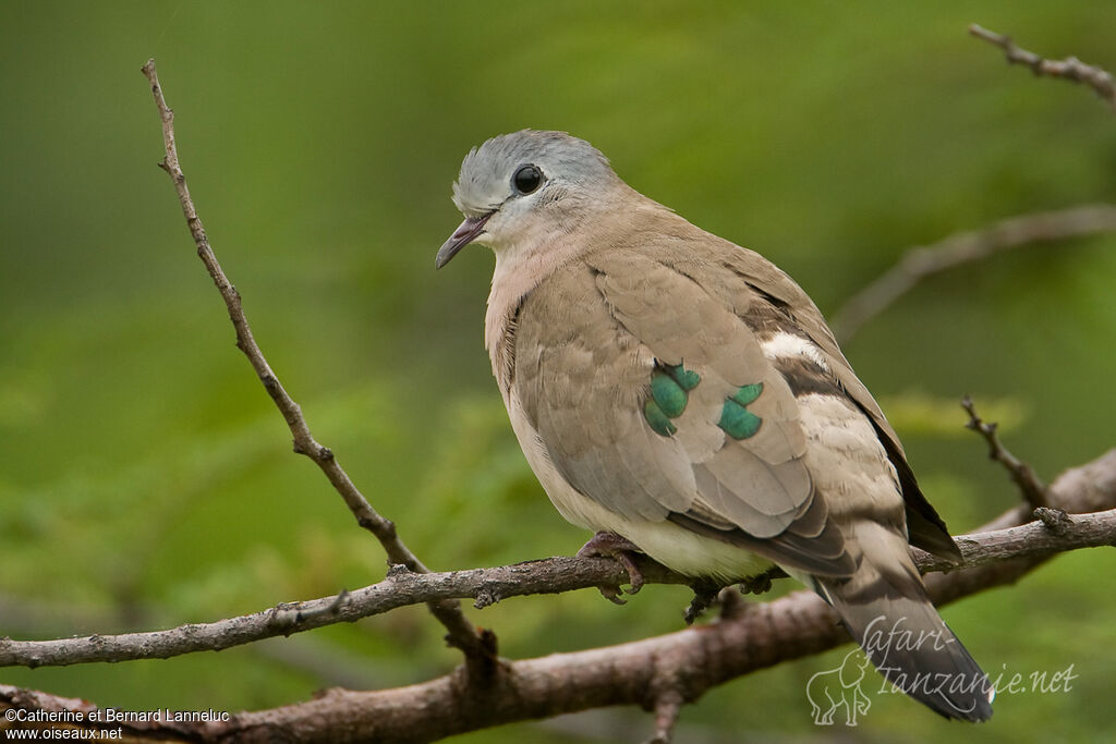 Tourtelette émeraudineadulte, identification