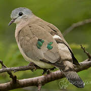 Emerald-spotted Wood Dove