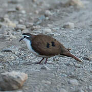 Tambourine Dove