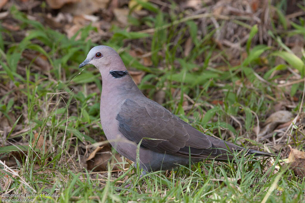 Red-eyed Doveimmature, identification