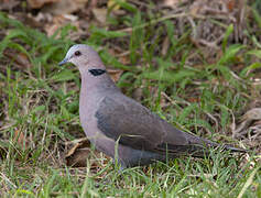 Red-eyed Dove