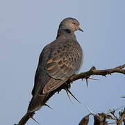 Dusky Turtle Dove