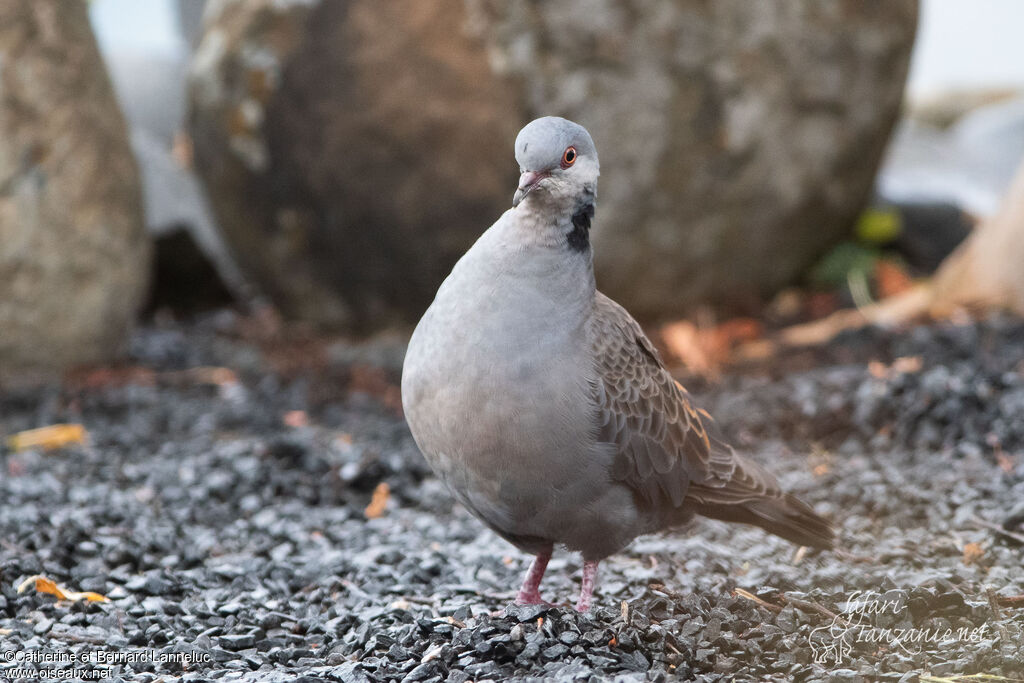 Dusky Turtle Doveadult