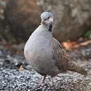 Dusky Turtle Dove