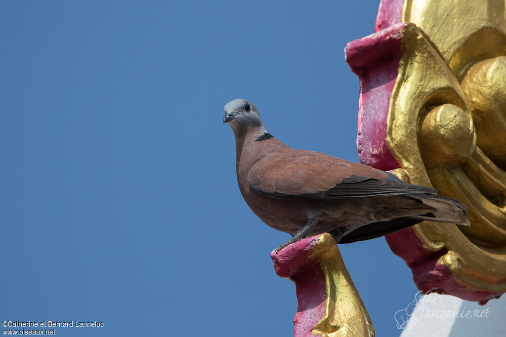 Red Collared Dove male adult, identification