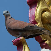 Red Turtle Dove