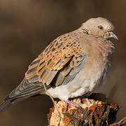 European Turtle Dove