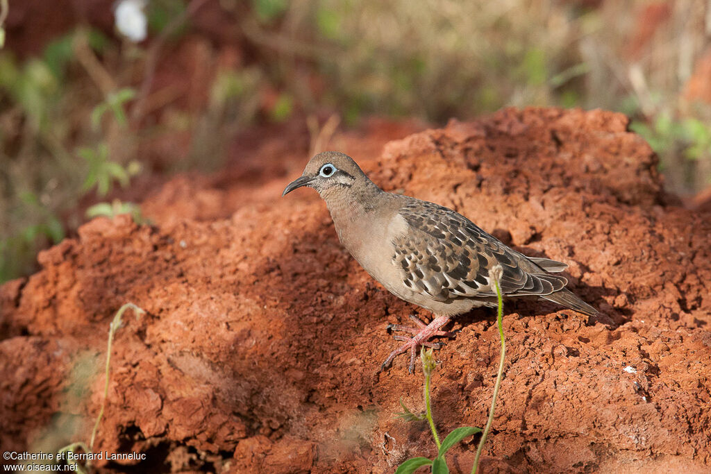 Tourterelle des Galapagosadulte, identification