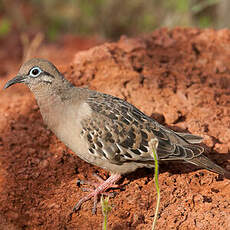 Tourterelle des Galapagos