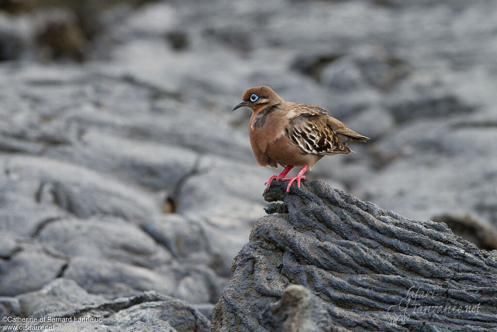 Tourterelle des Galapagosadulte, habitat