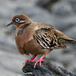 Tourterelle des Galapagos