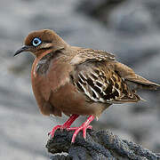 Tourterelle des Galapagos