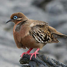 Tourterelle des Galapagos