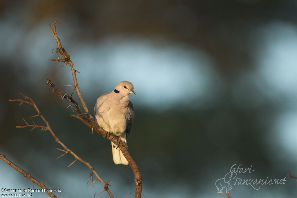 Ring-necked Doveadult