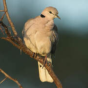 Ring-necked Dove