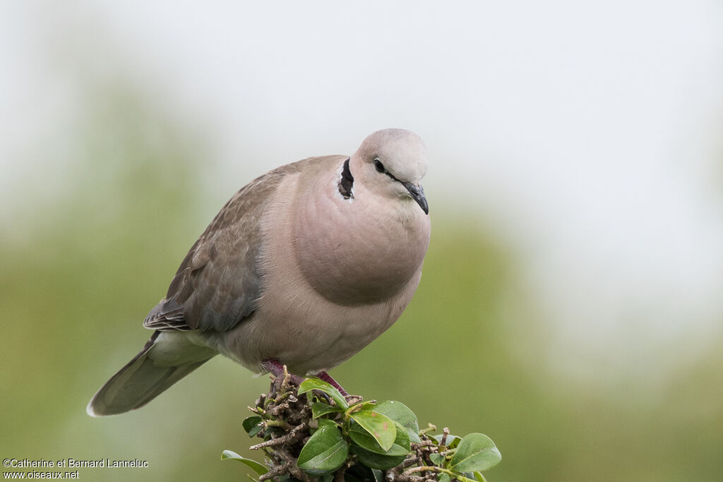 Ring-necked Doveadult, identification