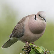 Ring-necked Dove