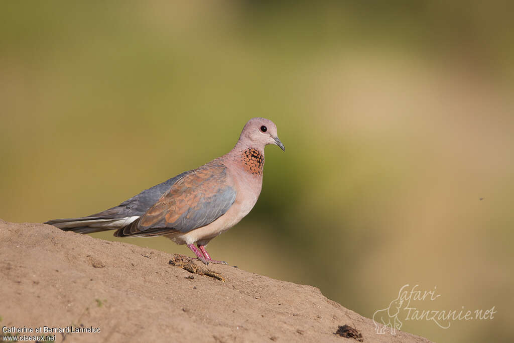 Laughing Doveadult, identification