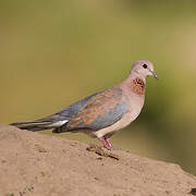 Laughing Dove