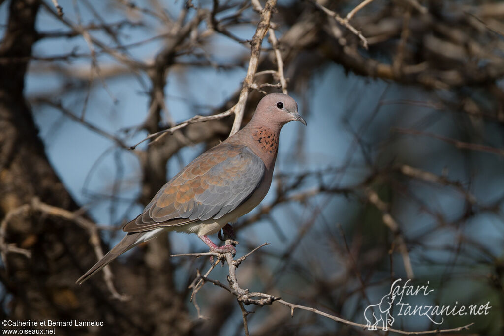 Laughing Doveadult, identification