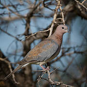 Laughing Dove