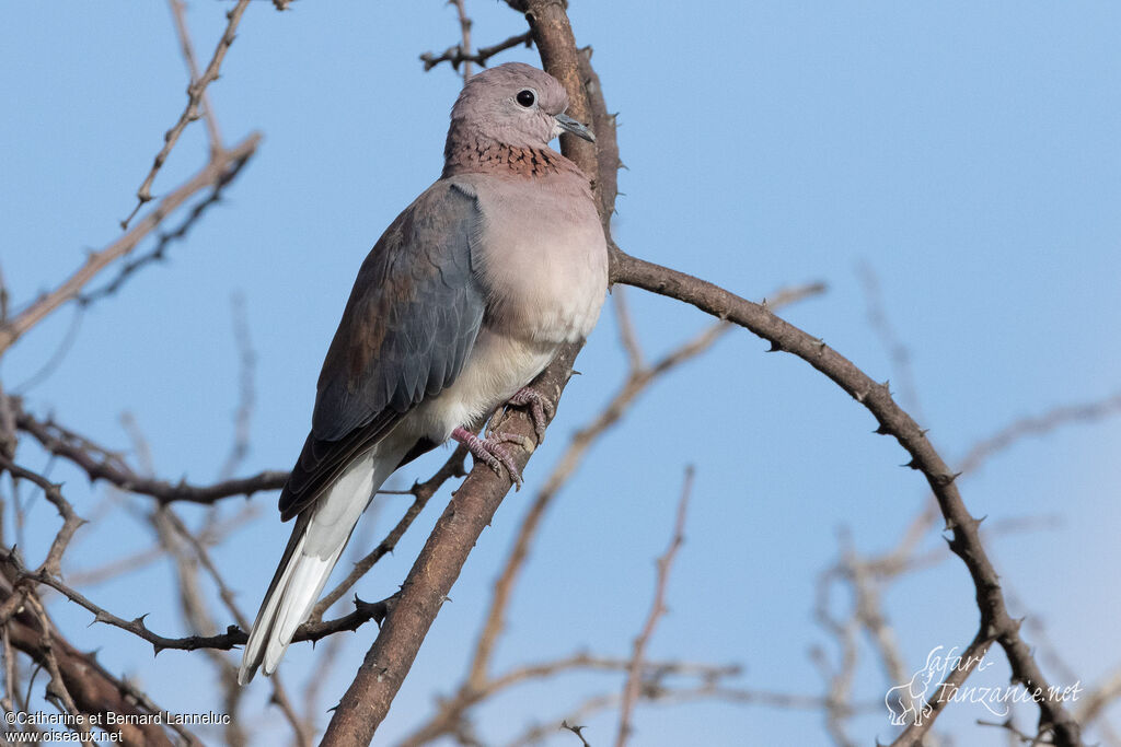 Laughing Doveadult, identification