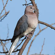 Laughing Dove