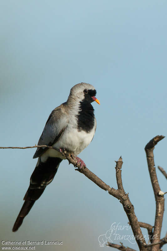 Namaqua Dove male adult, identification