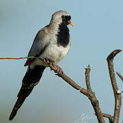 Namaqua Dove