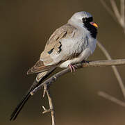 Namaqua Dove