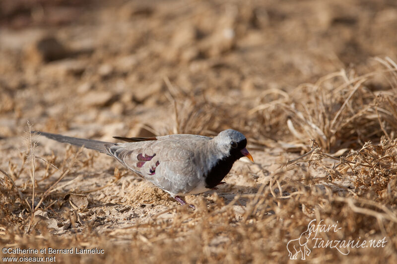 Namaqua Dove male adult, feeding habits