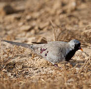 Namaqua Dove