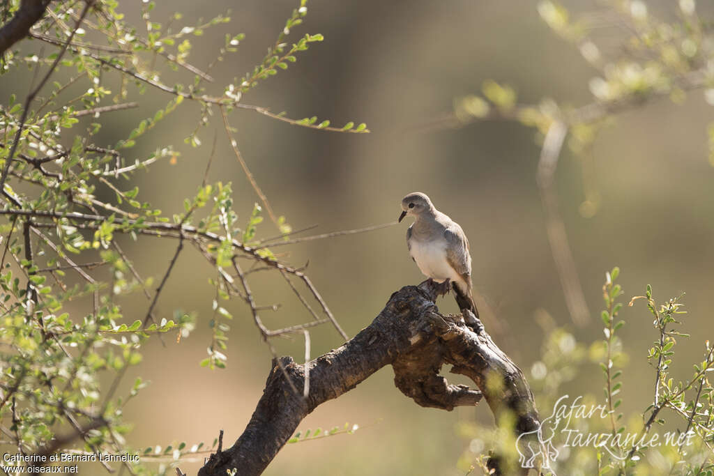 Namaqua Dove female adult, habitat