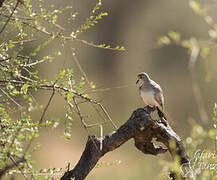 Namaqua Dove