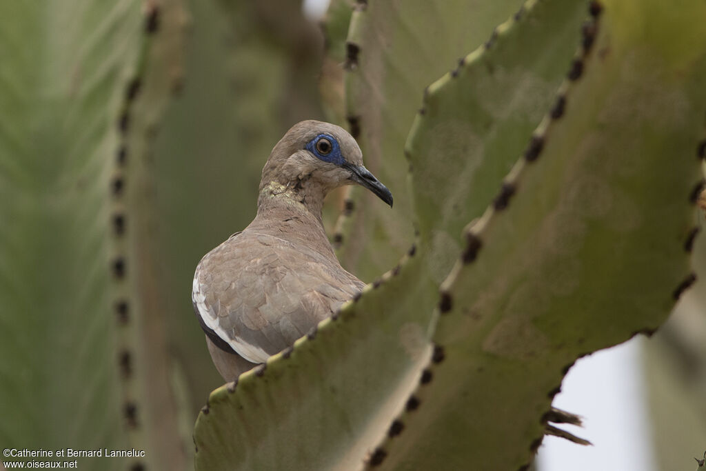 West Peruvian Doveadult, close-up portrait, aspect