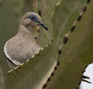 West Peruvian Dove