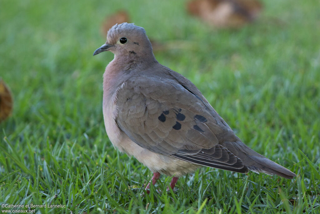 Eared Doveadult, identification