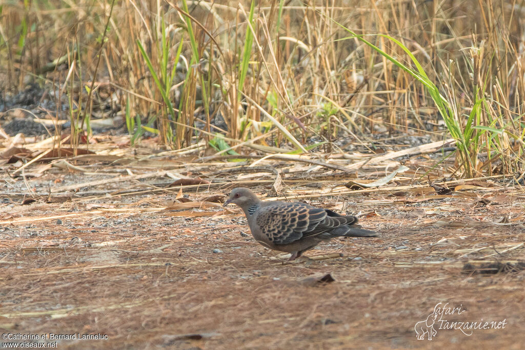 Oriental Turtle Doveadult