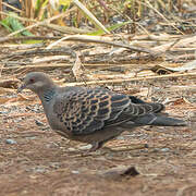 Oriental Turtle Dove