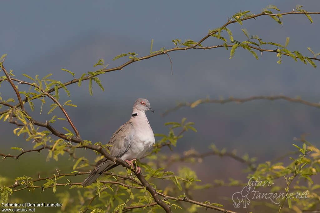 Mourning Collared Doveadult, identification